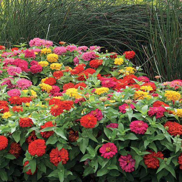 Magellan Mix Flower Seeds