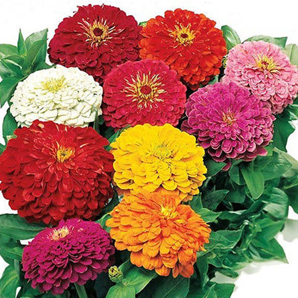 Magellan Mix Flower Seeds