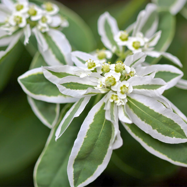 Euphorbia Marginata Pursh Seeds