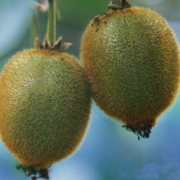 Thai Mini-Kiwi Seeds