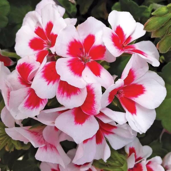 Pelargonium white Flower Seeds