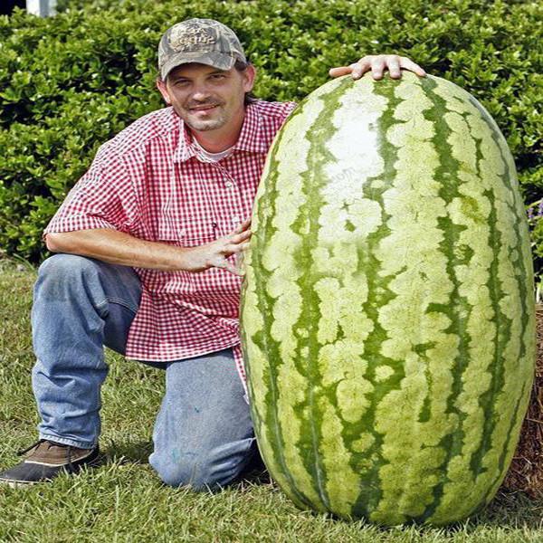 Giant Watermelon Fruit Seeds