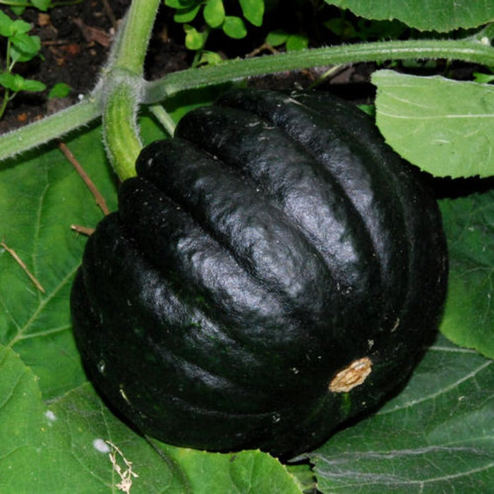 Japanese Pumpkin Seeds