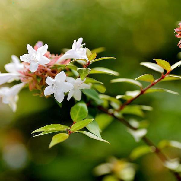 Burgundy Pentas Bonsai Seeds