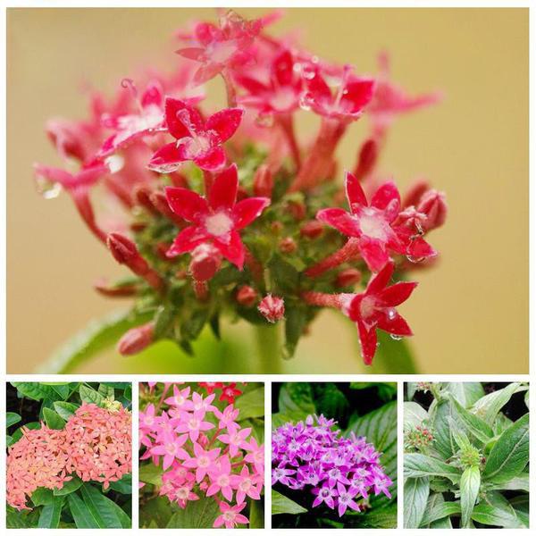 Multi-colored Pentas Bonsai Seeds — American Seed Store