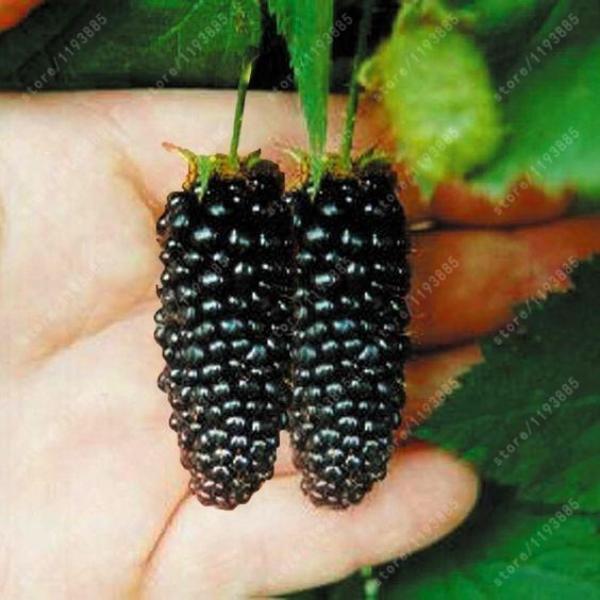 Stratified Raspberry Fruit Seeds