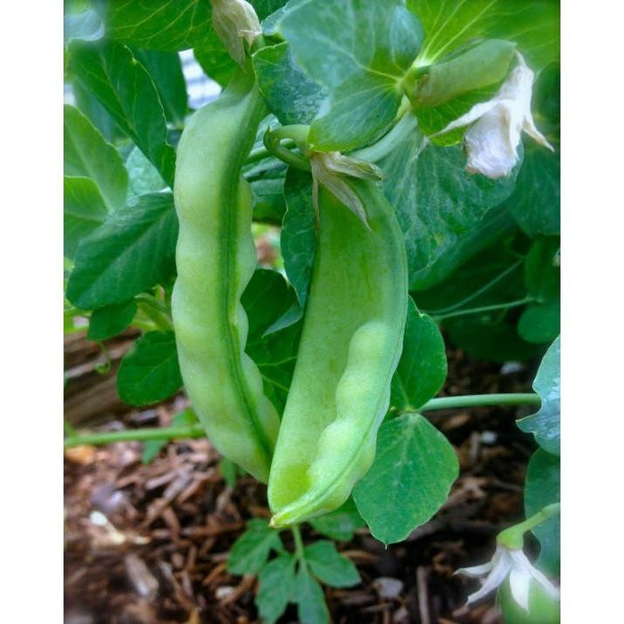 Organic Heirloom Peas Oregon Sugar Pod 10 seeds