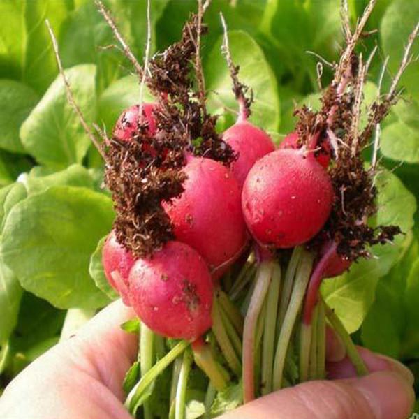 Cherry-Belle Radish (50 Seeds)