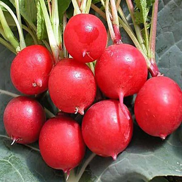 Cherry-Belle Radish (50 Seeds)