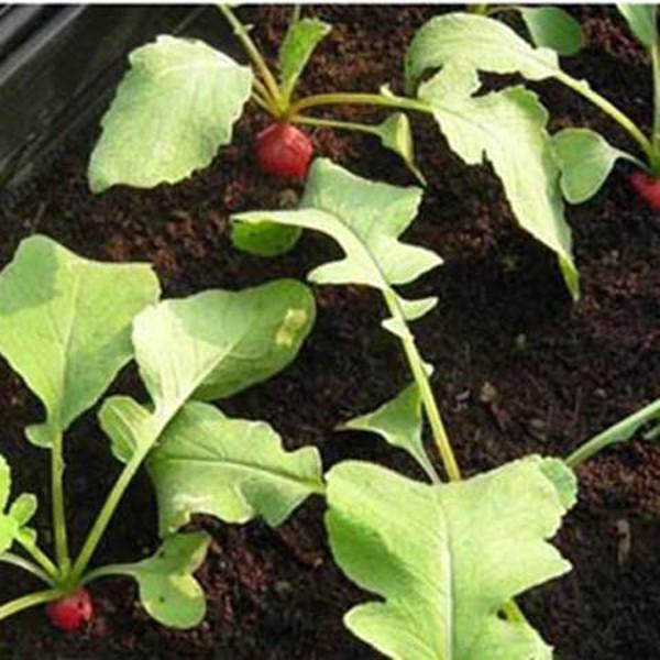 Cherry-Belle Radish (50 Seeds)