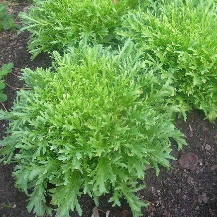 Cichorium Endivia 50pcs Vegetable Seeds