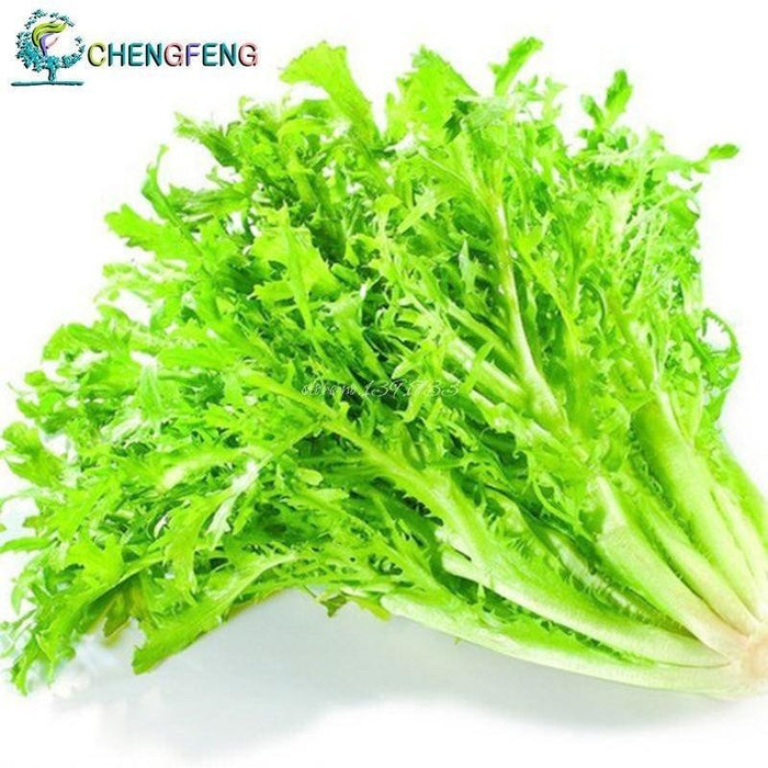 Cichorium Endivia 50pcs Vegetable Seeds