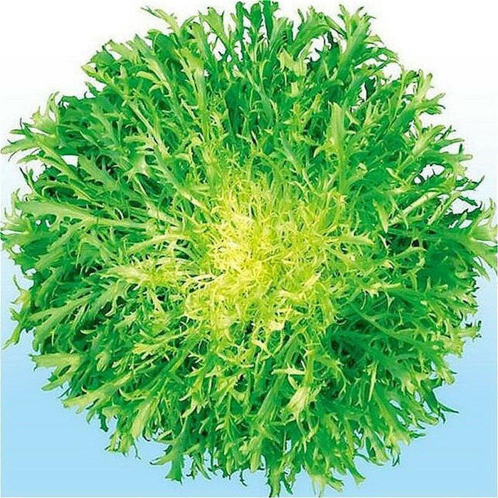 Cichorium Endivia 50pcs Vegetable Seeds