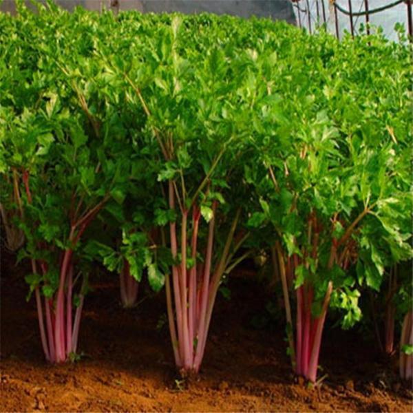 Red Celery seeds organic plants 100 seeds/pack