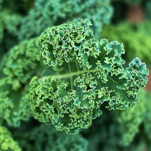Dwarf Blue Curled Kale (30 seeds)