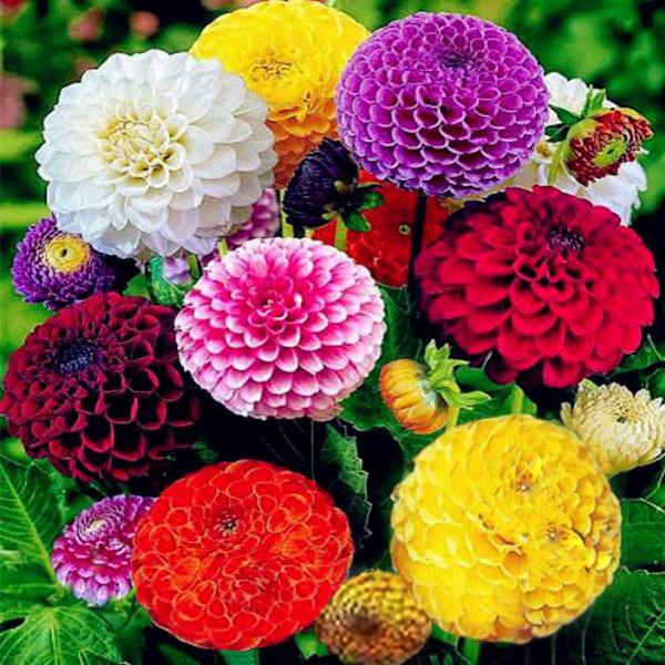 Multi Color Zinnia Seeds