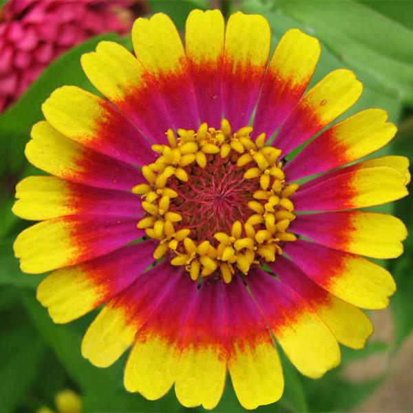 Multi Color Zinnia Seeds