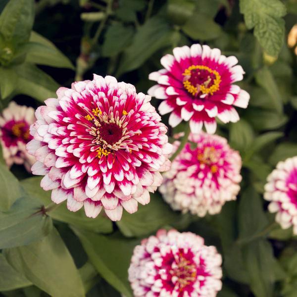 Multi Color Zinnia Seeds