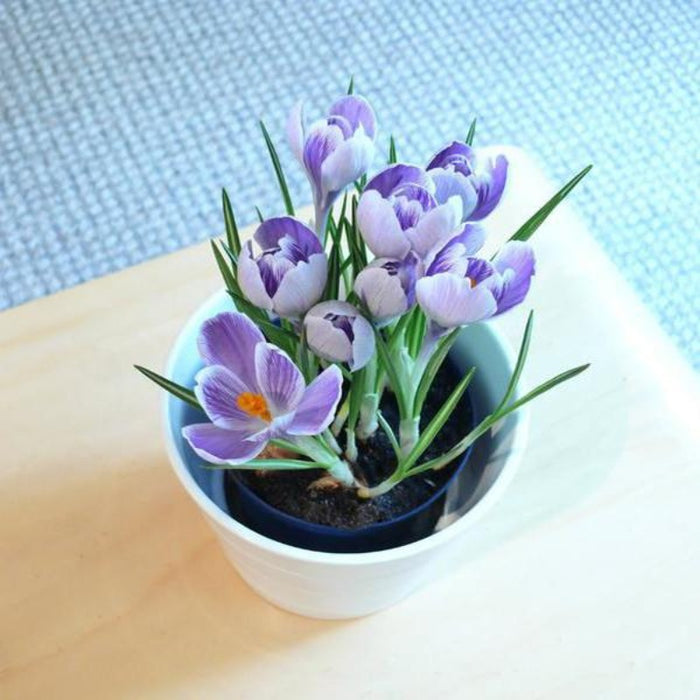 Crocus Sativus Flower Seeds