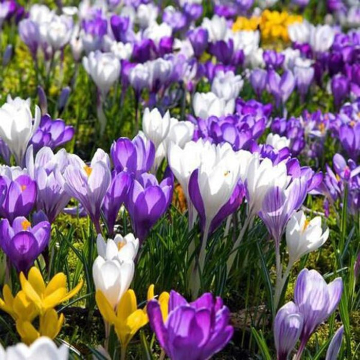 Crocus Sativus Flower Seeds