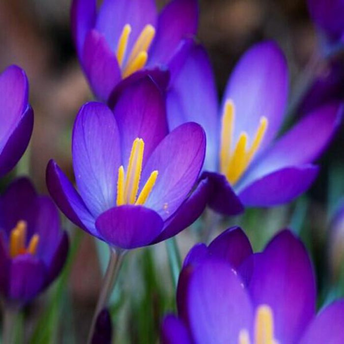 Crocus Sativus Flower Seeds