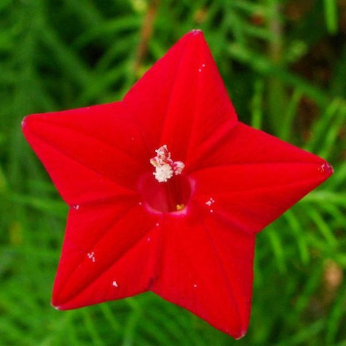 Cypress Vine Flower