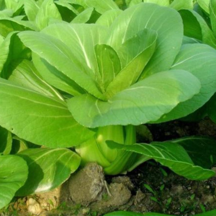 200 Pieces Cabbage Seeds