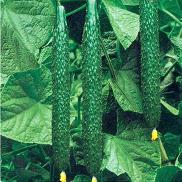 Green Thin and Long Cucumber
