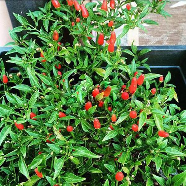 Thai Sun Hot Pepper Capsicum Annuum Ornamental Chili Seeds