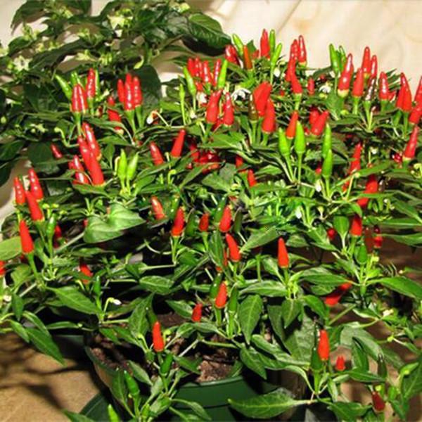 Thai Sun Hot Pepper Capsicum Annuum Ornamental Chili Seeds