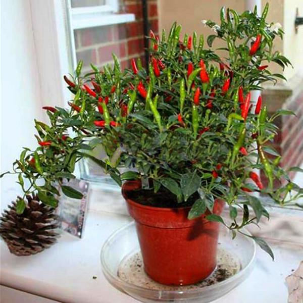 Thai Sun Hot Pepper Capsicum Annuum Ornamental Chili Seeds