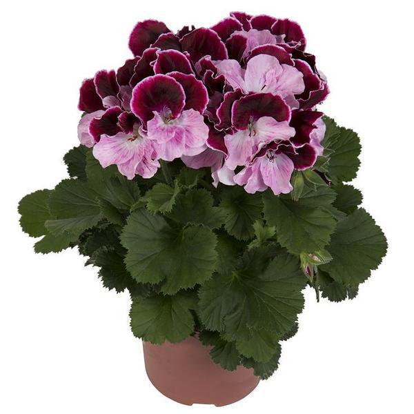 Multiple Colour Geranium Seeds, Perennial Flower Seeds Pelargonium