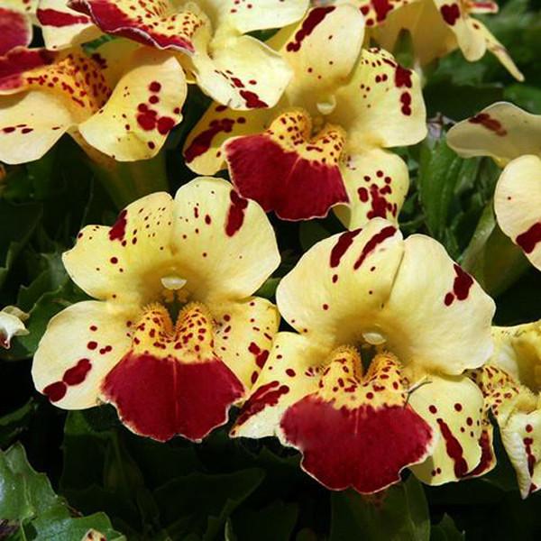 Monkeyflower Seeds Mimulus Moschatus of Bright Flower Seeds