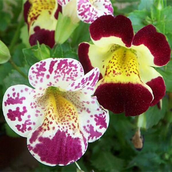 Monkeyflower Seeds Mimulus Moschatus of Bright Flower Seeds