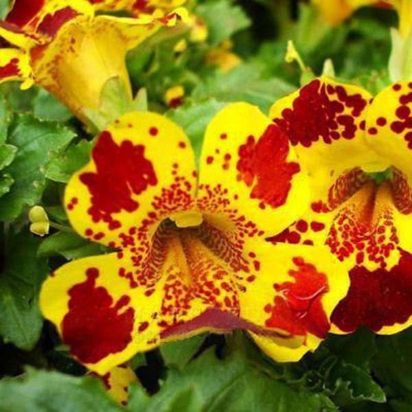 Monkeyflower Seeds Mimulus Moschatus of Bright Flower Seeds