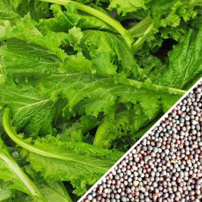 Mustard Green Seeds