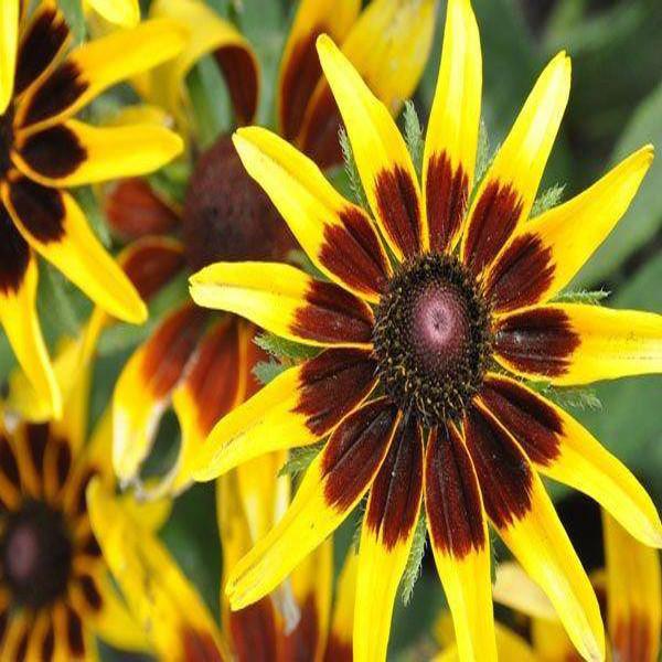 Rudbeckia Flower Seeds