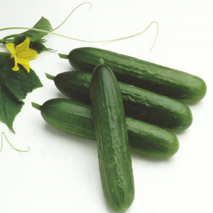 Fruit Cucumber Seeds