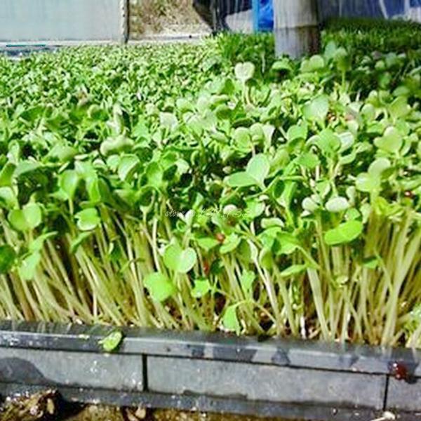 Radish Sprouts Seeds