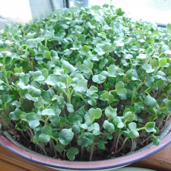 Radish Sprouts Seeds