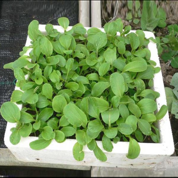 Pak Choi Bok Choy Chinese Cabbage Seeds