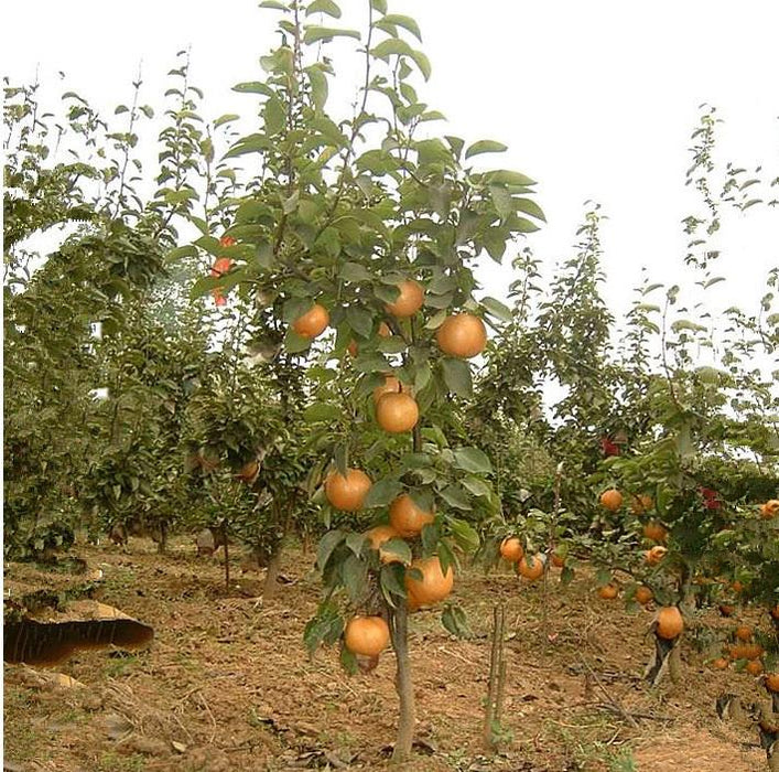 Potted Yellow Gold Pear Seeds