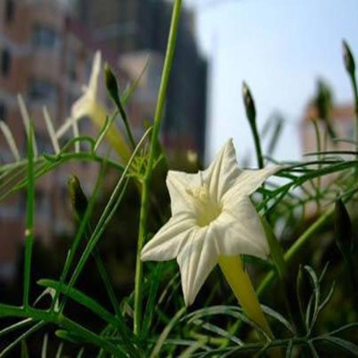 Cypress Vine Flower