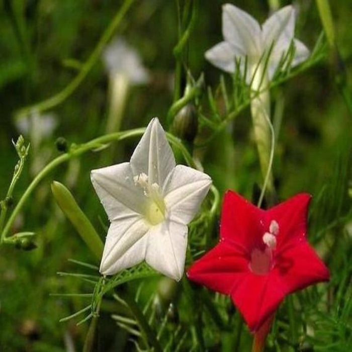 Cypress Vine Flower