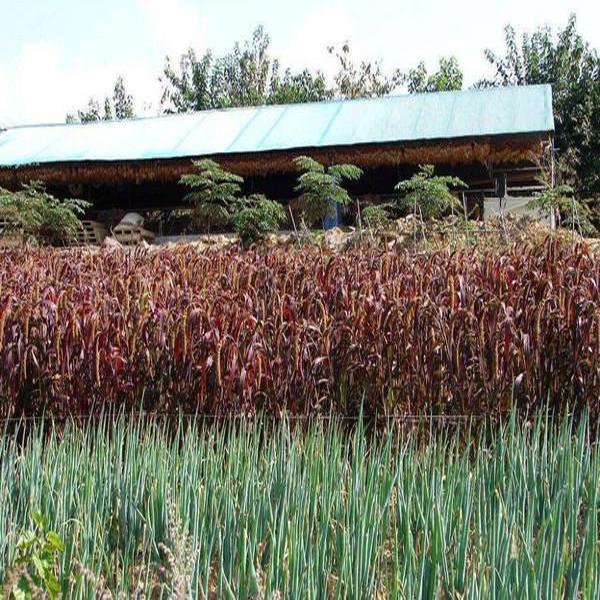 Ornamental Grass Flower Seeds