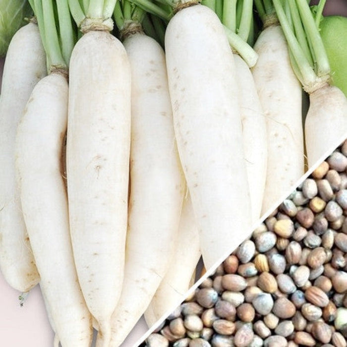 Large White Radish Seeds