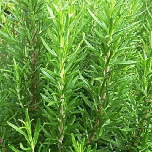 Rosemary (5 Seeds) - Rama Deals - 1