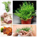 Rosemary (5 Seeds) - Rama Deals - 5