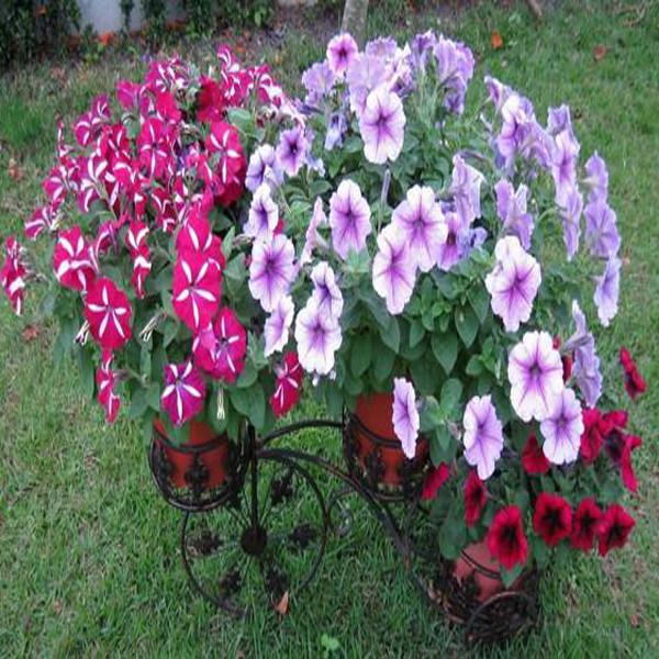 Purple Scarce Rare Phantom Petunia Flower Seeds