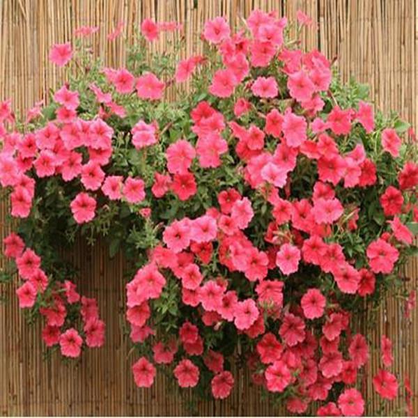 Pink Scarce Rare Phantom Petunia Flower Seeds